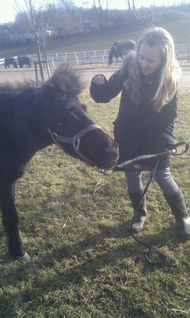 Anden særlig race Fie - Min dejlige veninde Mette prøver trickset på Fie hvor hun skal ryste hovedet billede 11