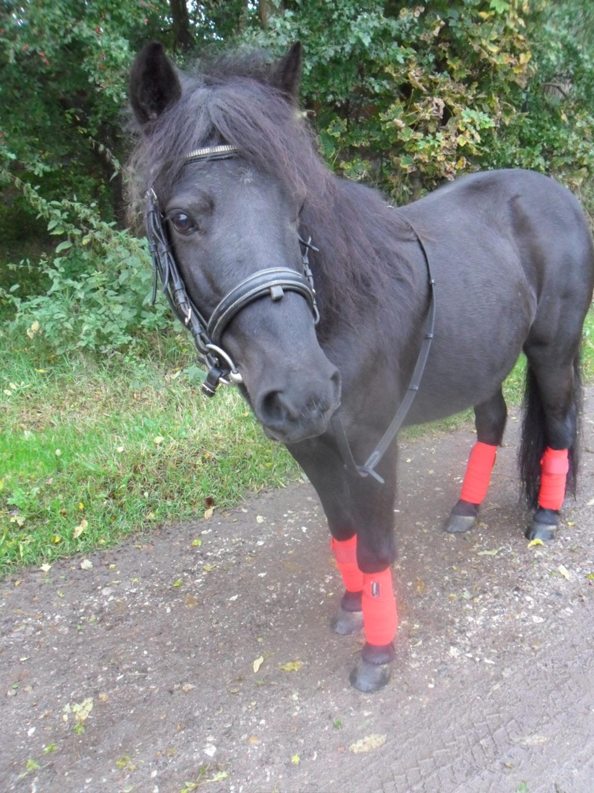 Anden særlig race Fie billede 13