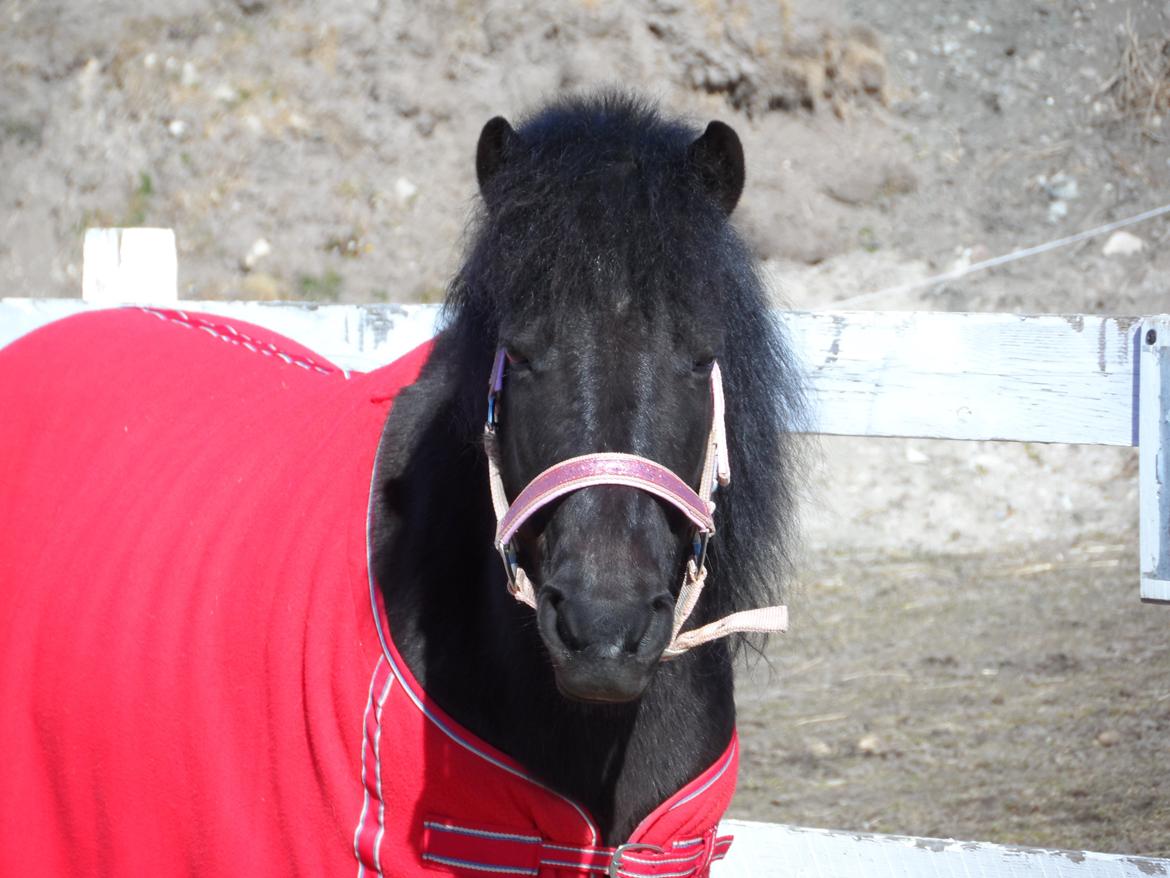 Anden særlig race Fie billede 14