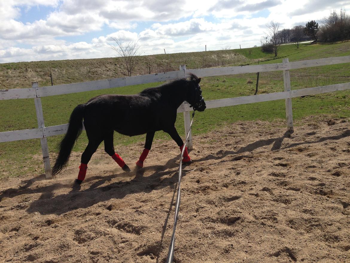 Anden særlig race Fie billede 18