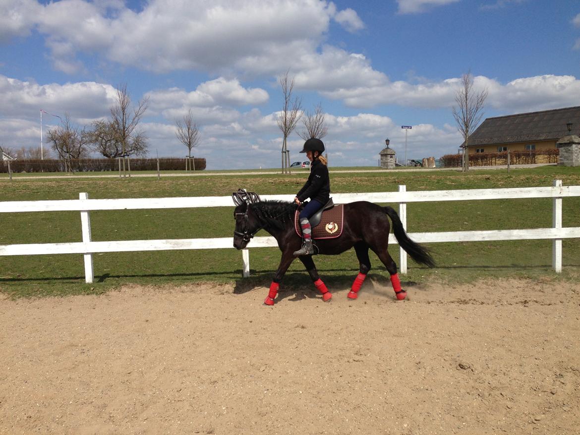 Anden særlig race Fie billede 19