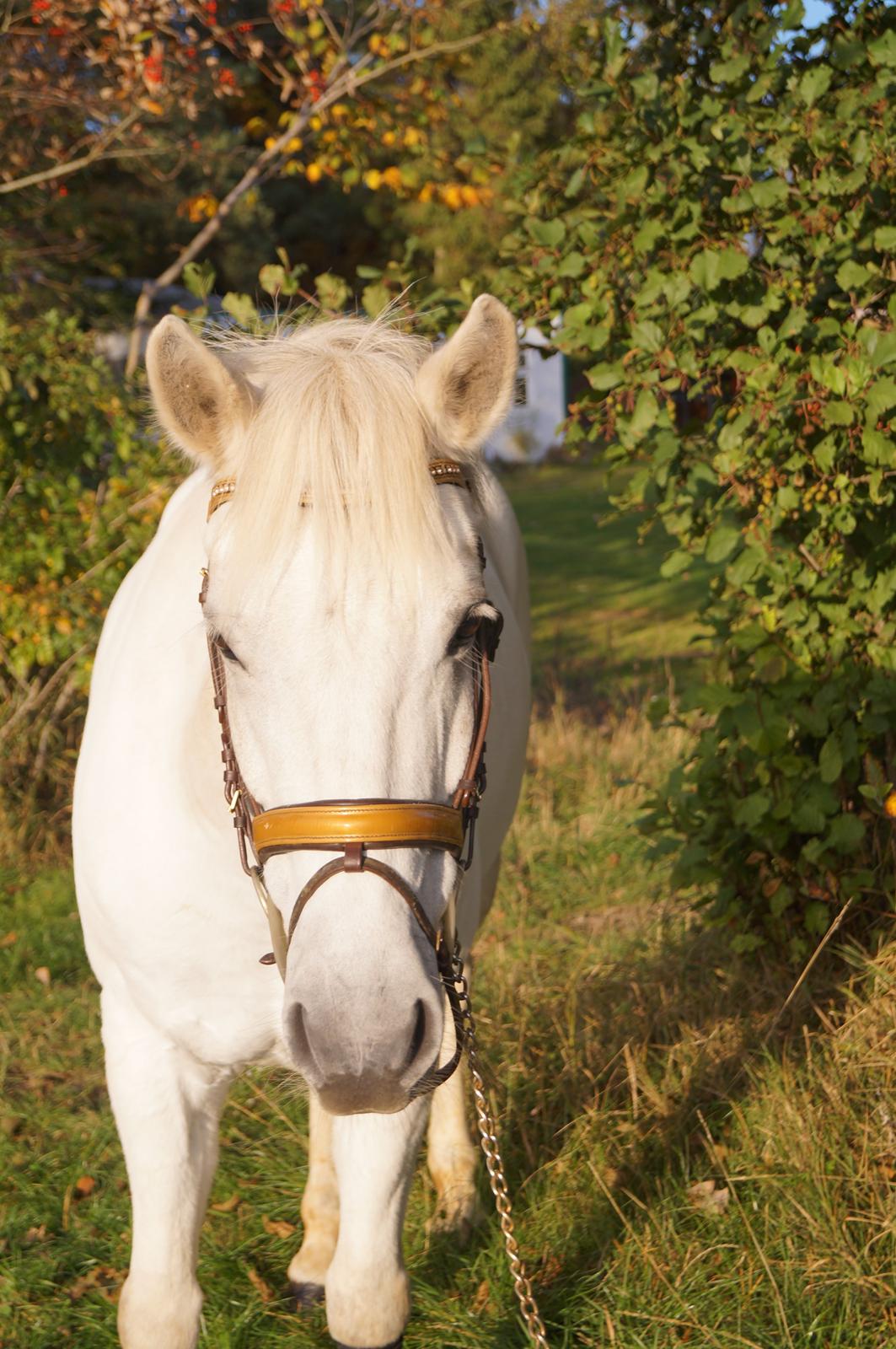 Anden særlig race Sleipner (Bamse) billede 10