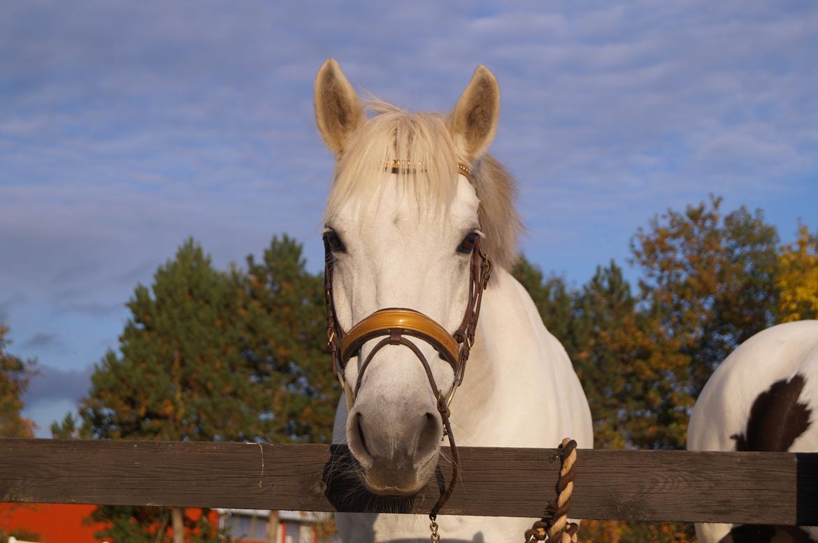 Anden særlig race Sleipner (Bamse) - Velkommen alle! :) Smid en høj, hvis i vil ;D Min lille model <3 billede 1