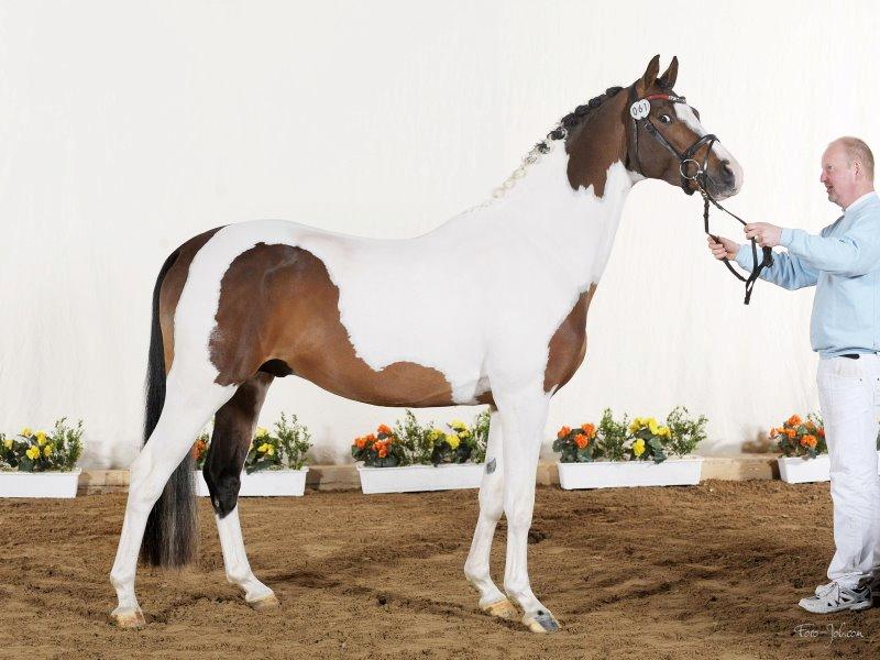 Pinto Soel'rings Chardonnay billede 7