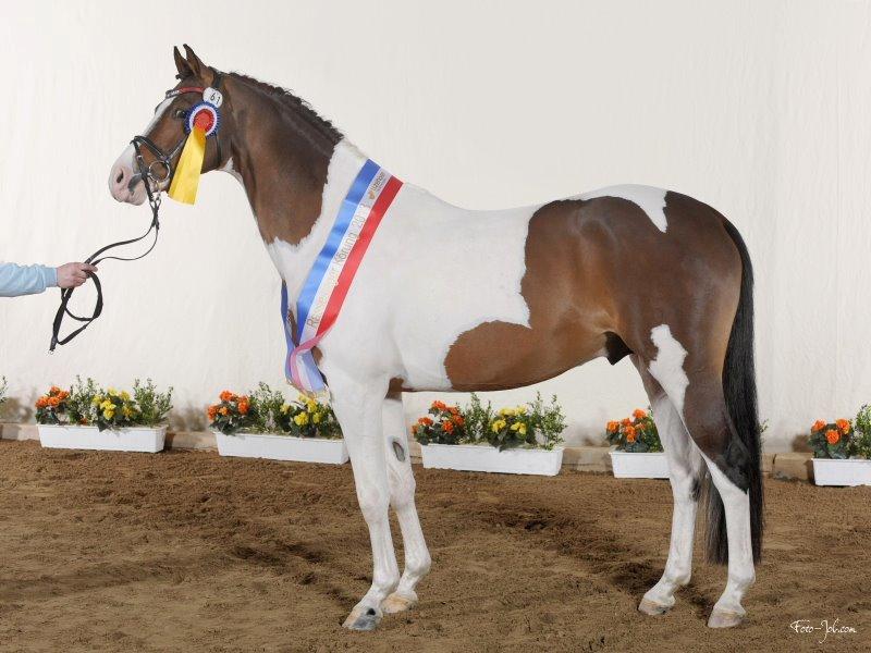 Pinto Soel'rings Chardonnay billede 1