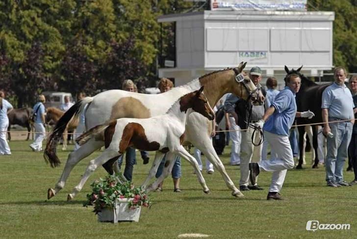 Pinto Soel'rings Chardonnay billede 11