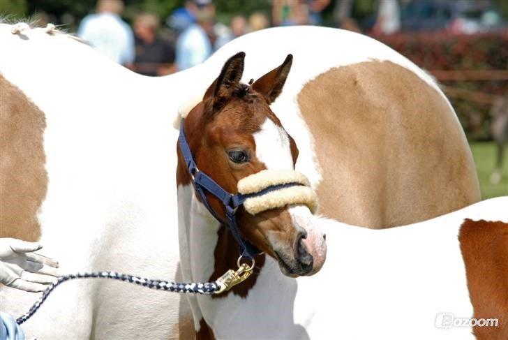 Pinto Soel'rings Chardonnay billede 12