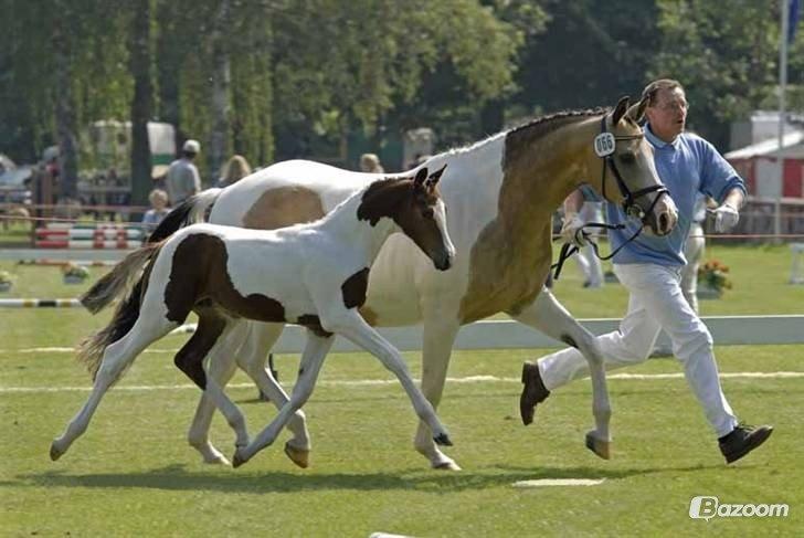 Pinto Soel'rings Chardonnay billede 13