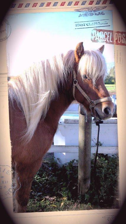 Islænder Joi fra Tyvekrogen billede 3