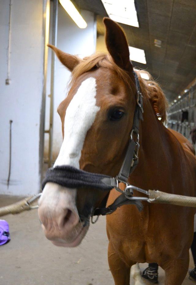 Anglo Araber (AA) Khalit billede 6