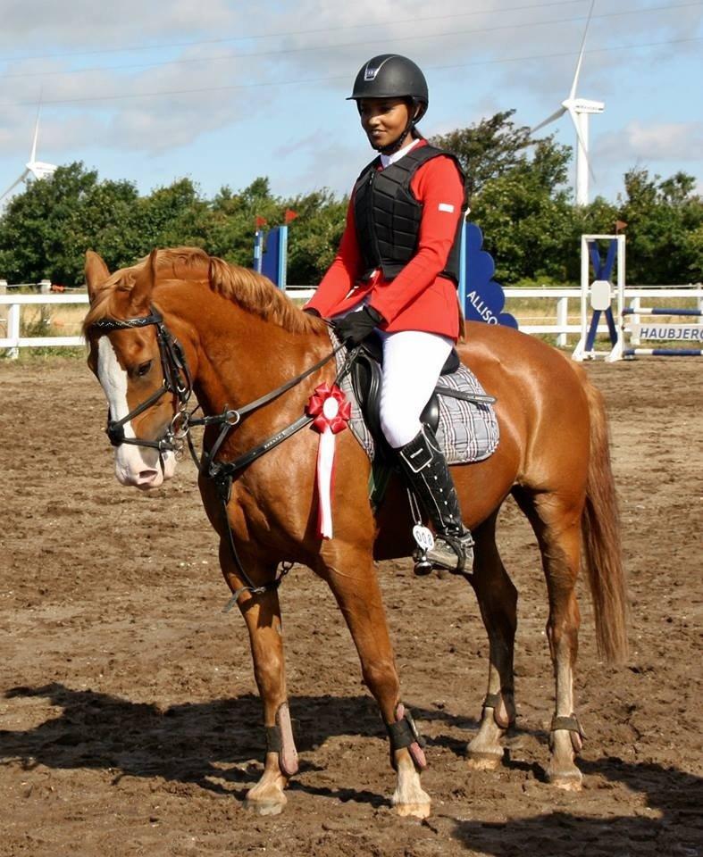 Anglo Araber (AA) Khalit billede 7