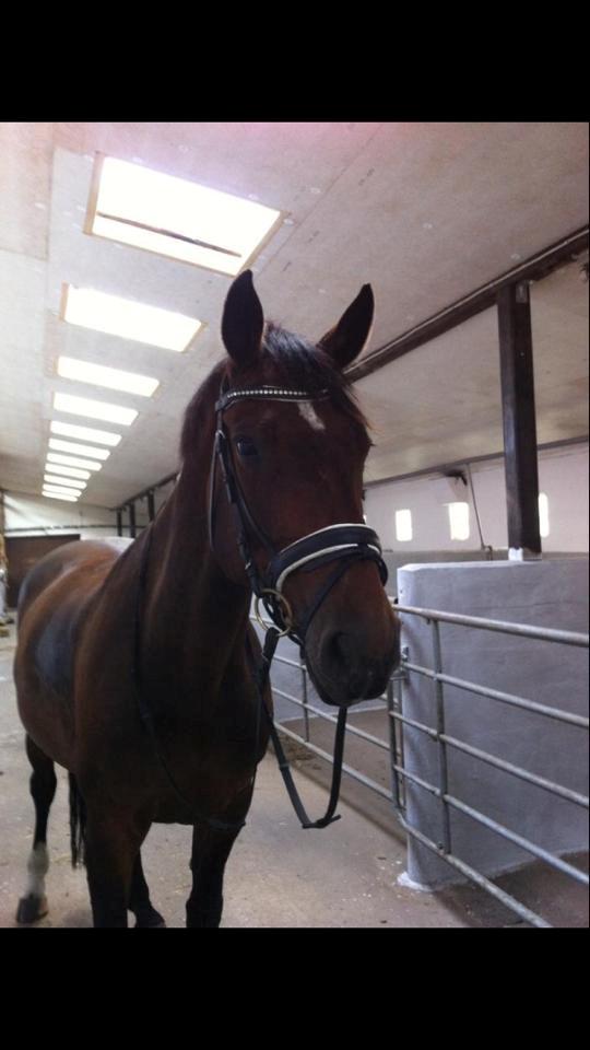 Holstener Lucern billede 7