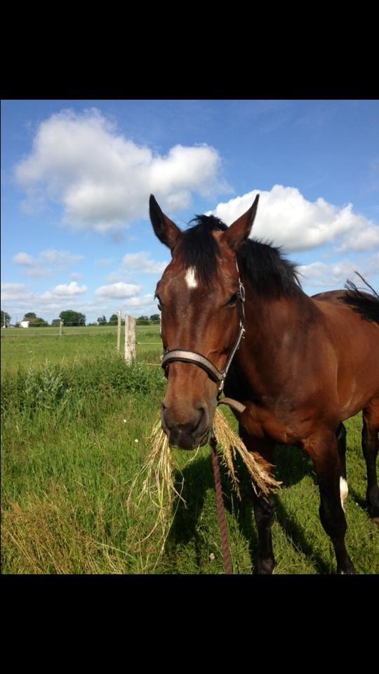 Holstener Lucern billede 13