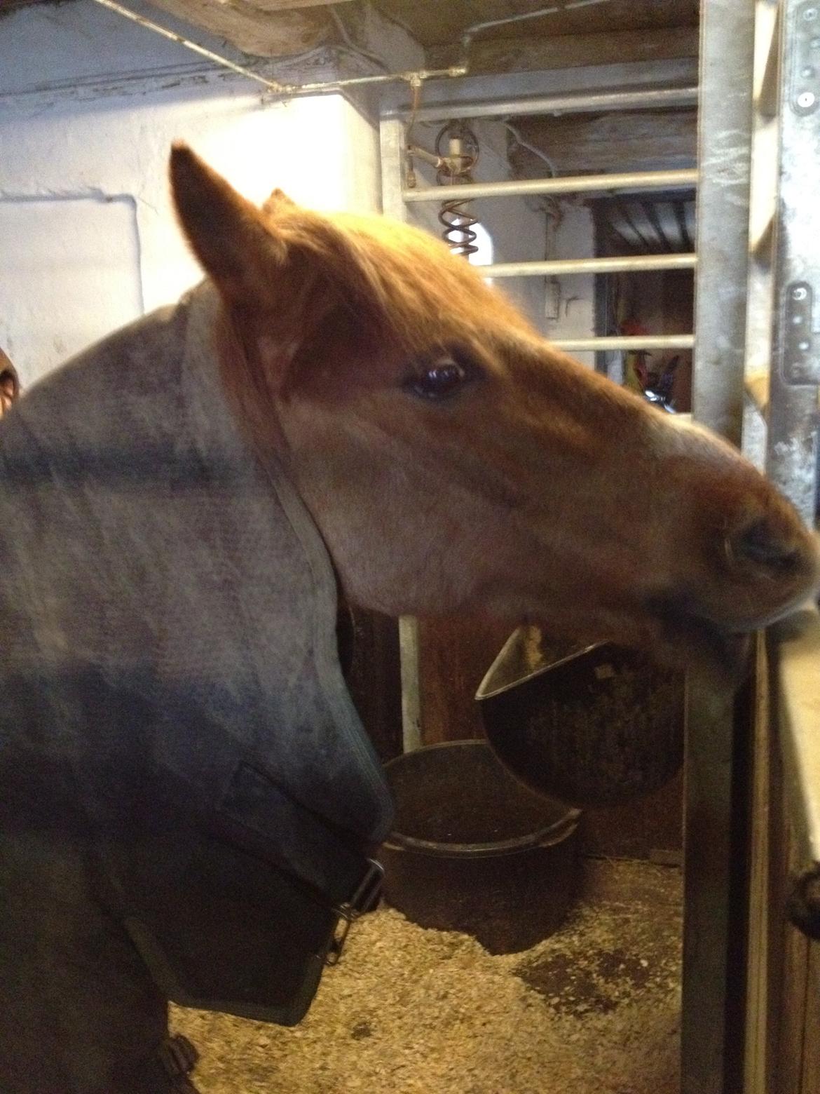 DSP BJERGETS FOX - Slikke. slikke..<3 billede 17