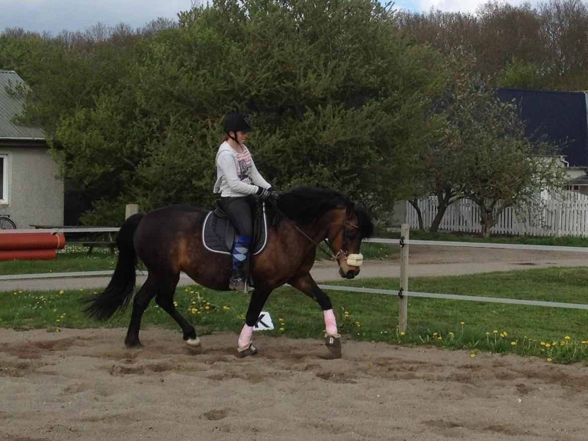 Anden særlig race Luna billede 4