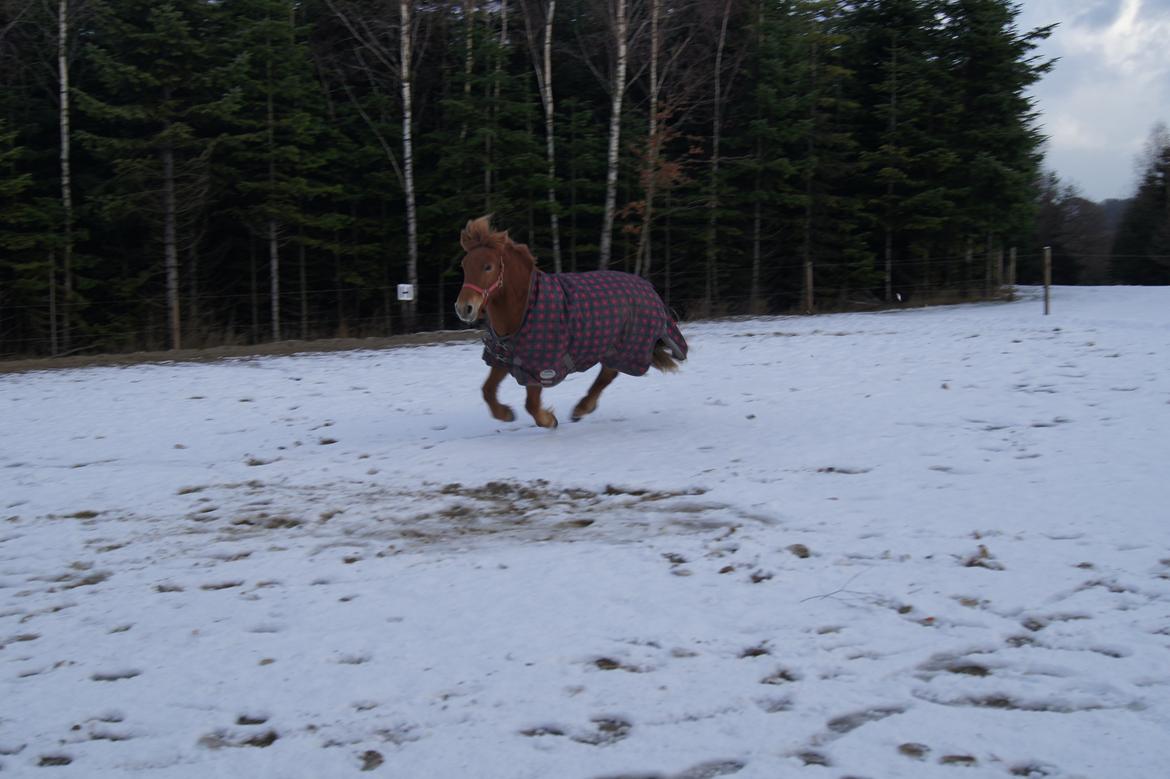 Anden særlig race Rosa - Rose gi'r den max gas!!! billede 37