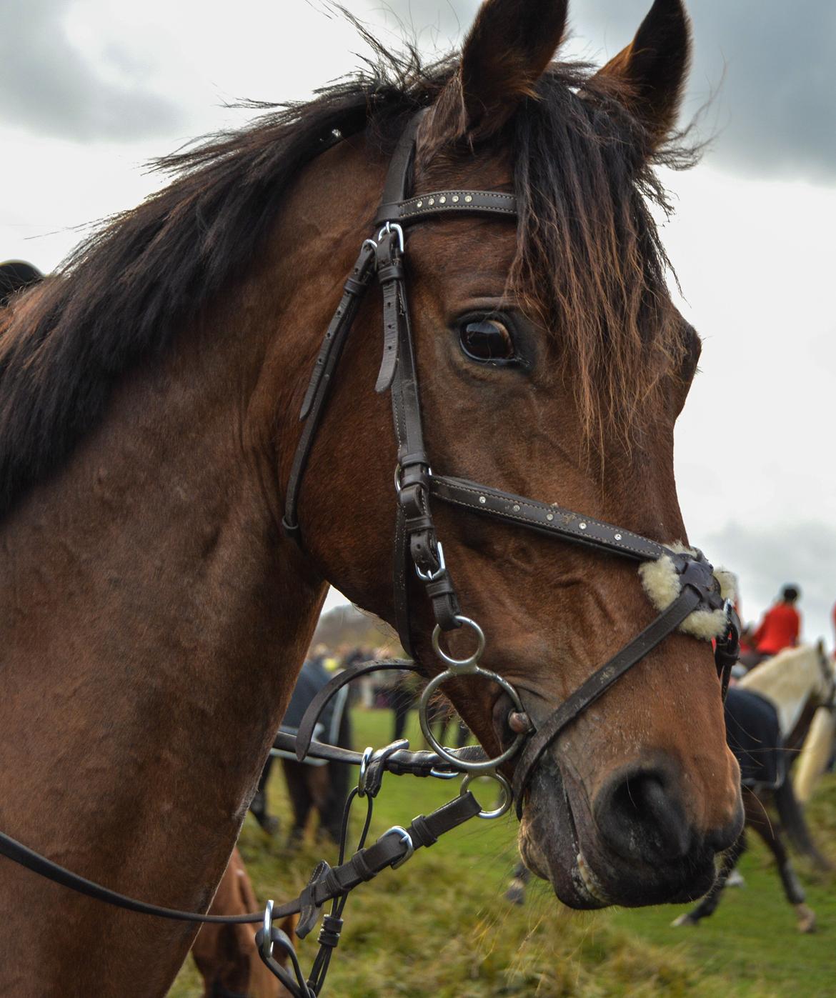 Dansk Varmblod Fiona *Fio* - Skønne hest efter en vellykket Hubertus jagt :-D billede 6