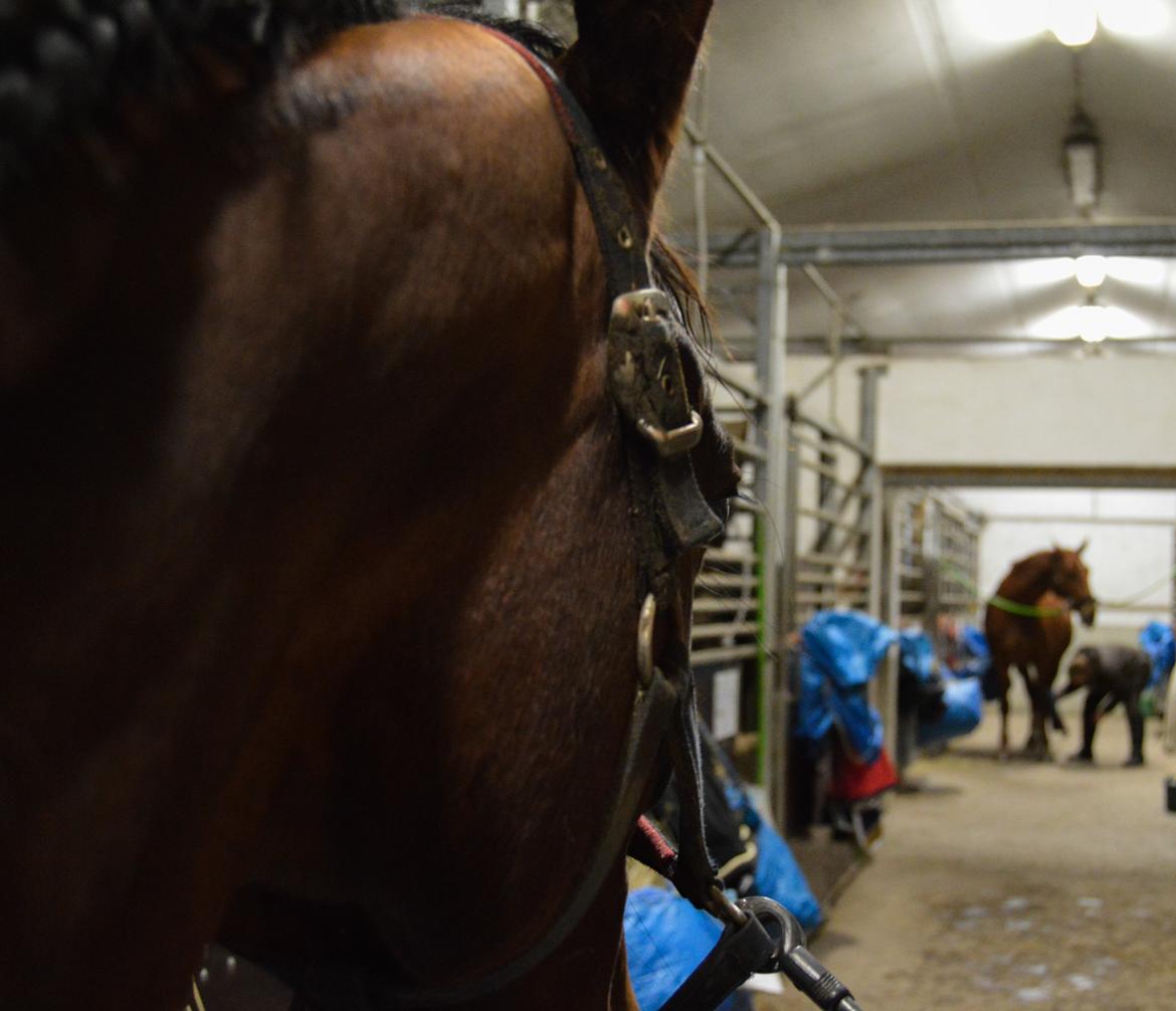 Dansk Varmblod Fiona *Fio* - Elsker virkelig det her billede af tøsen <3 <3 billede 19