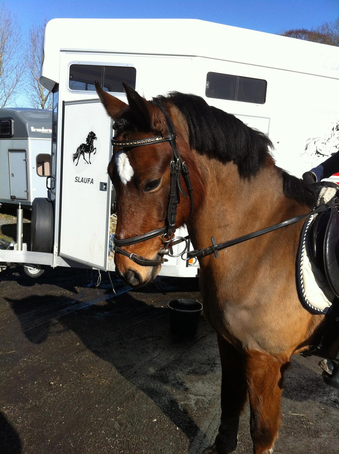 New Forest Diomedes Dyrekjær - Dio og mig, til et af de første stævner sammen billede 1