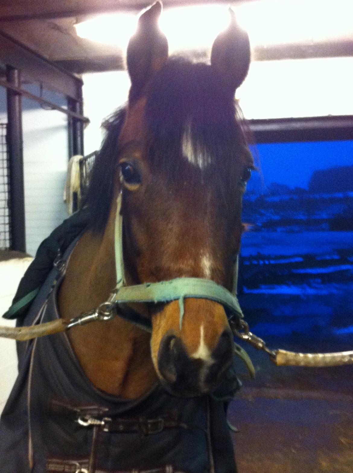 New Forest Diomedes Dyrekjær - Søde Diomedes billede 2