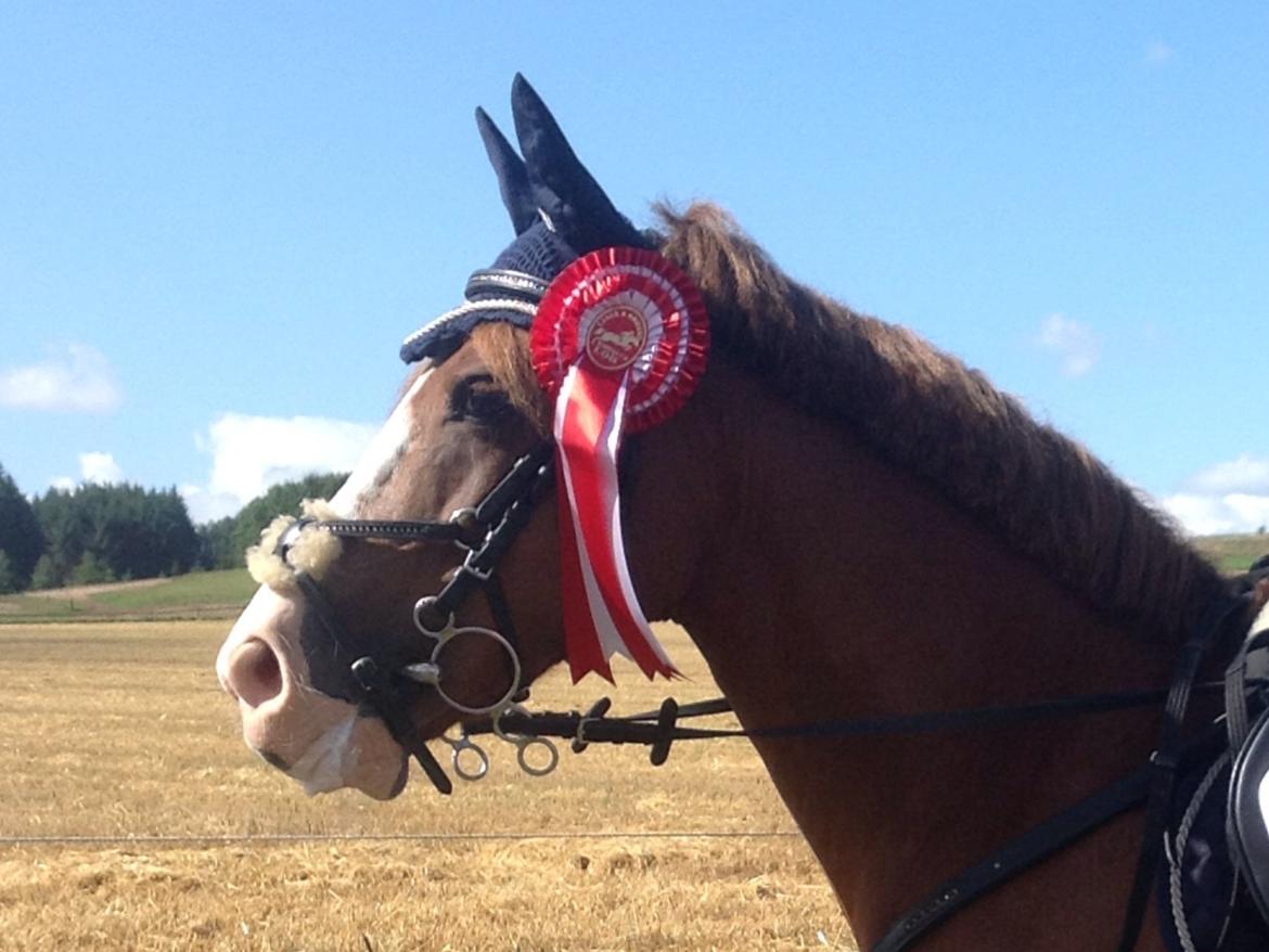 Anden særlig race Pretty Boy - SOLGT - Distrikts stævne Langå første plads LB2**.

 billede 4