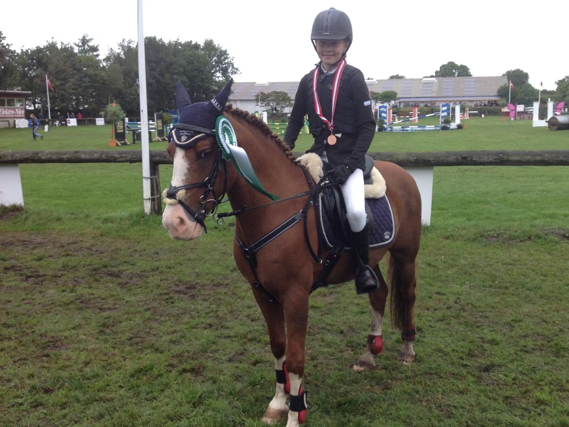 Anden særlig race Pretty Boy - SOLGT - Bronze til Danmarks cup 2013 han gik 0 alle tre dage Stjerne. billede 10