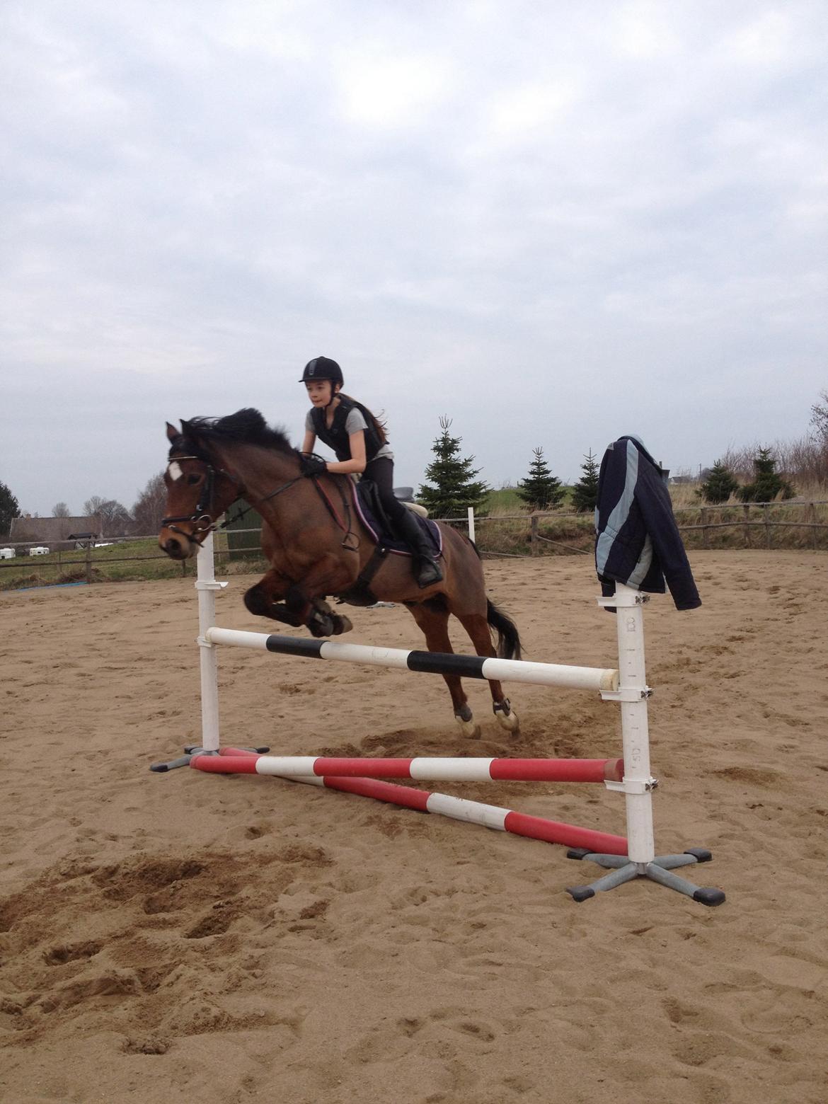 New Forest Diomedes Dyrekjær - springtræning  billede 3