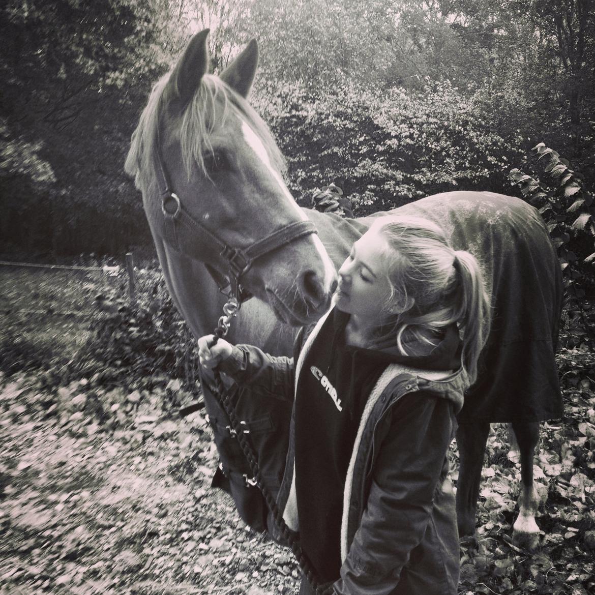 Tysk Sportspony Dakota 195 -  <3Den bedste dag i mit liv<3 billede 1