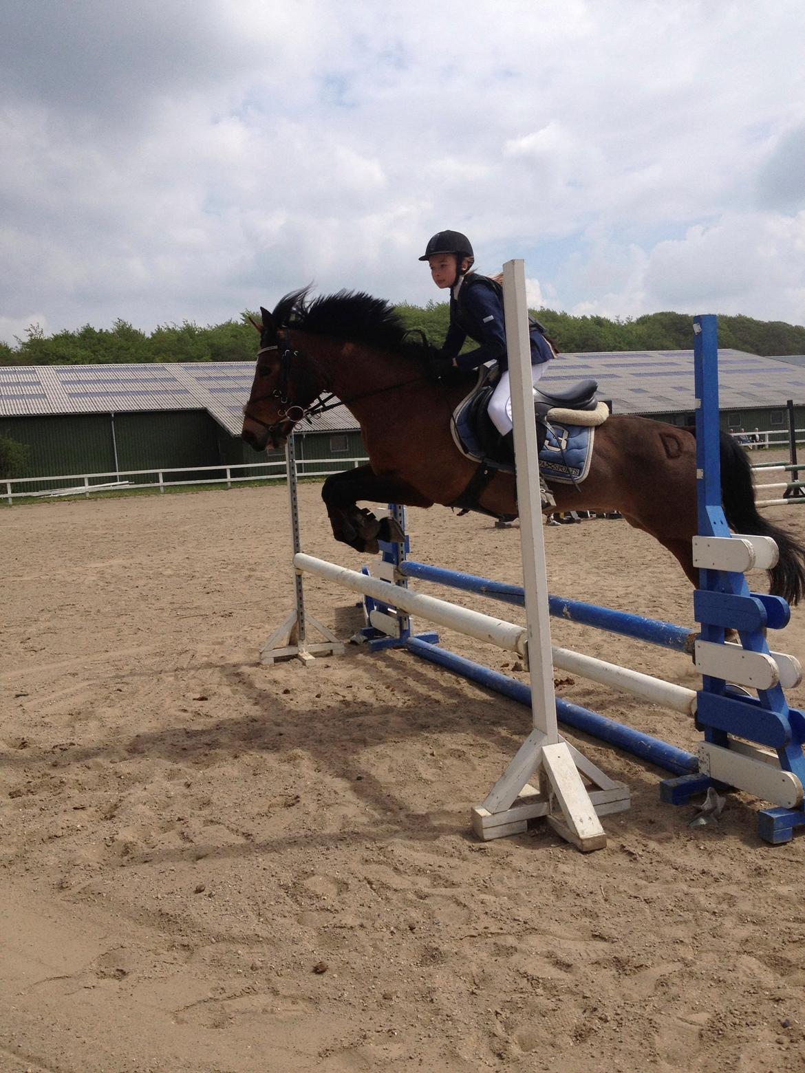 New Forest Diomedes Dyrekjær - Spring stævne... billede 4