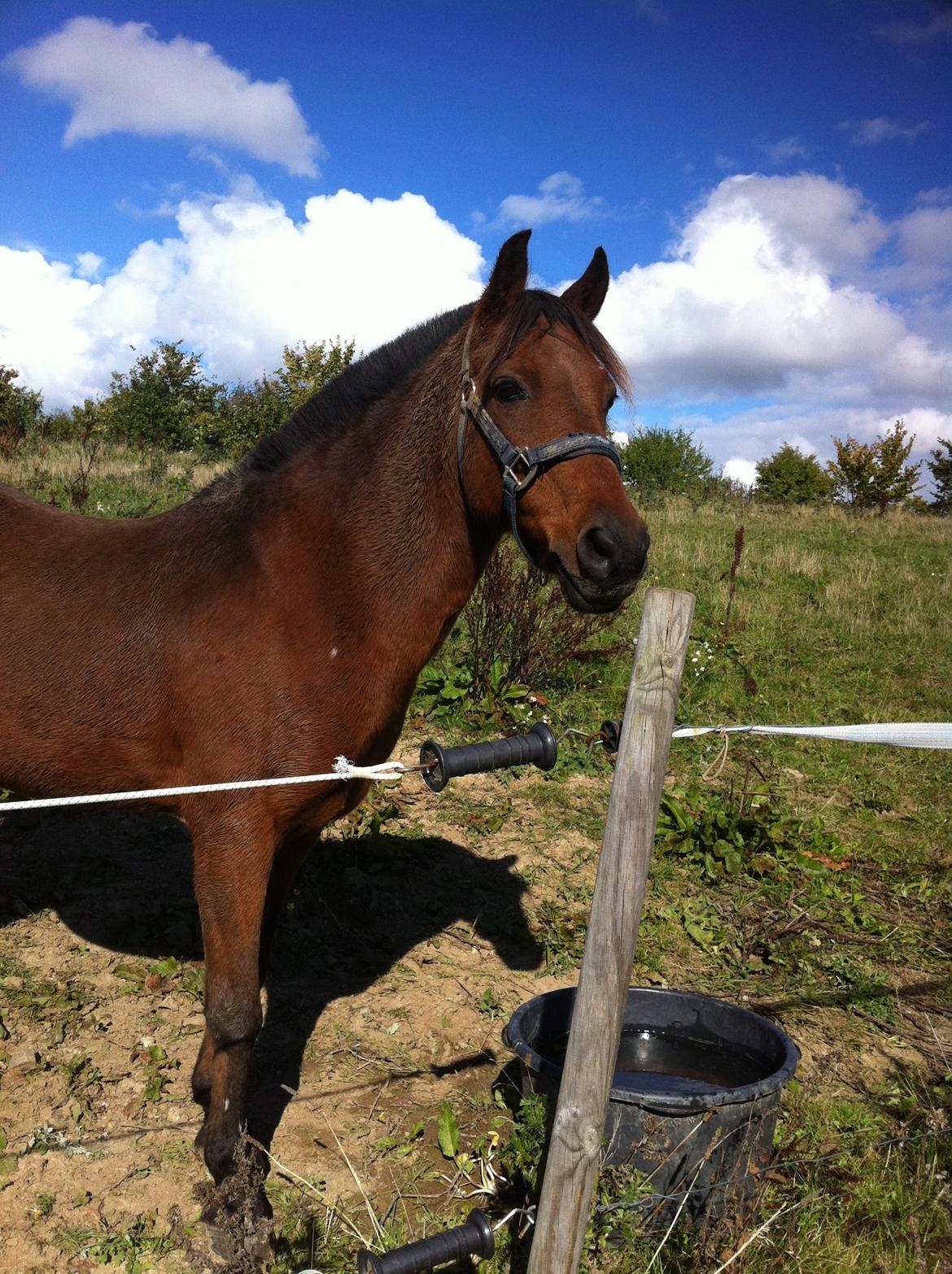 Anden særlig race Skipper billede 2