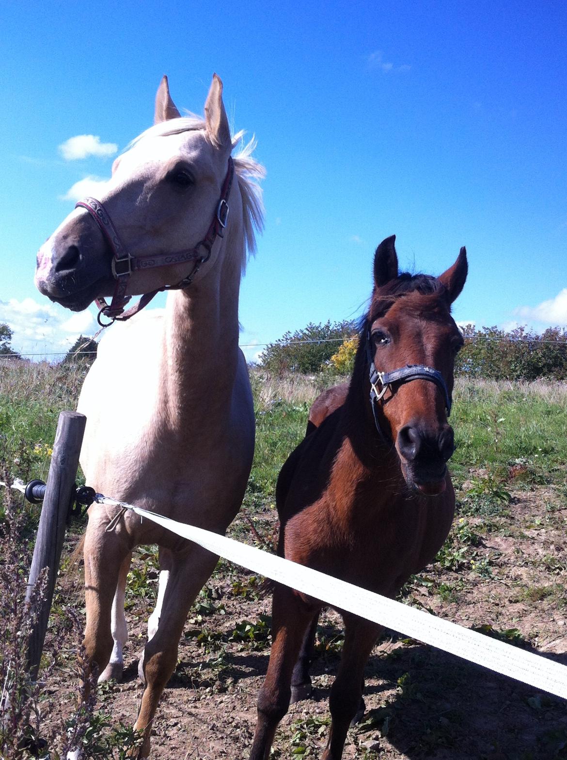 Anden særlig race Skipper - Anden dag på Ponygården, var lige oppe og hilse efter skole med en veninde :) billede 3