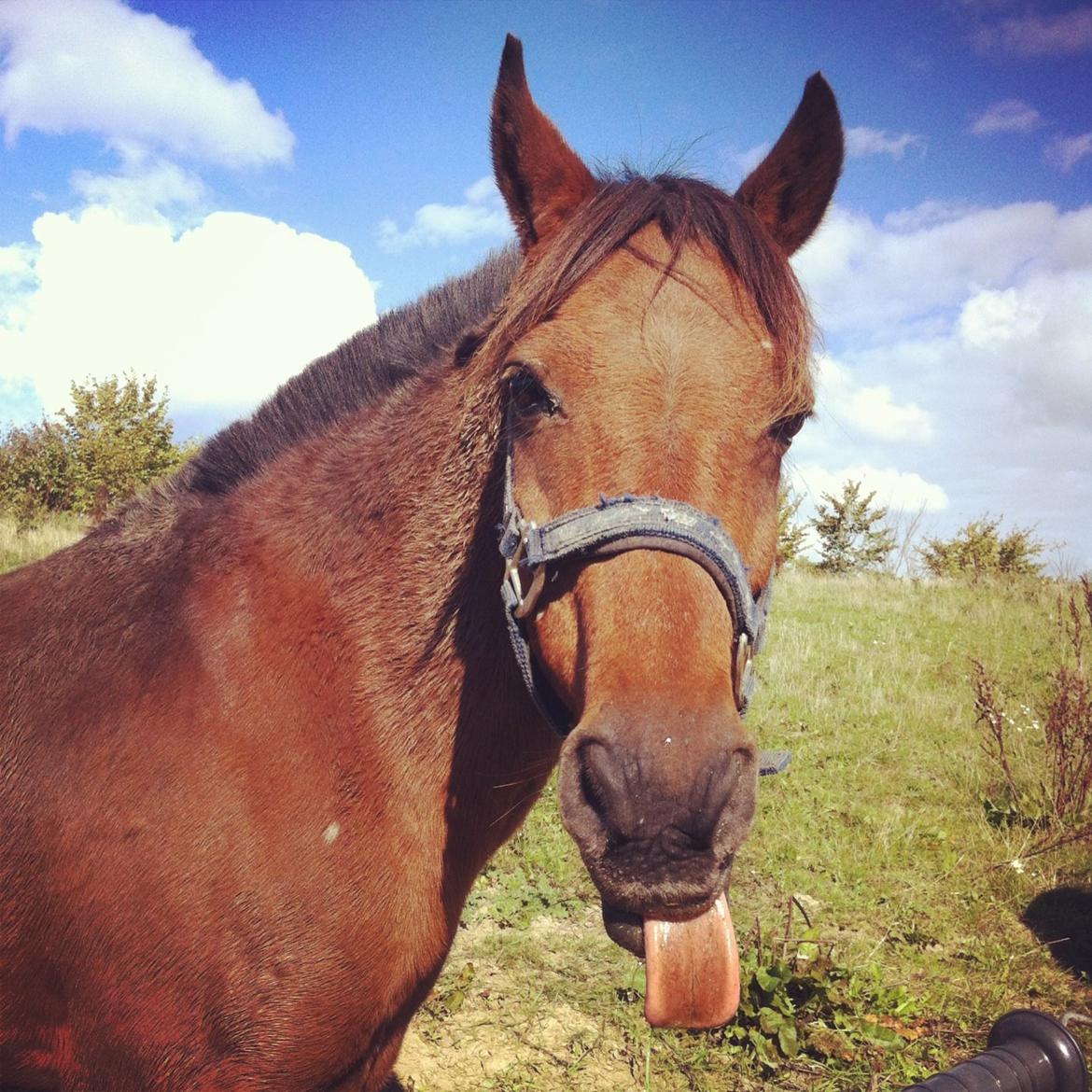 Anden særlig race Skipper - Så fotogen ;)  billede 4