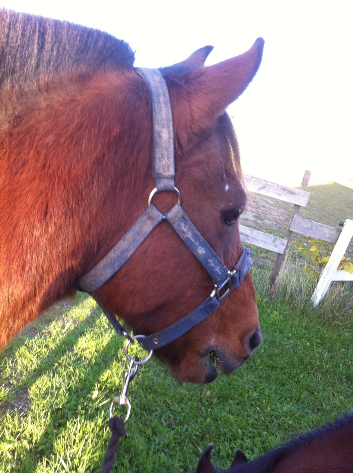 Anden særlig race Skipper billede 6