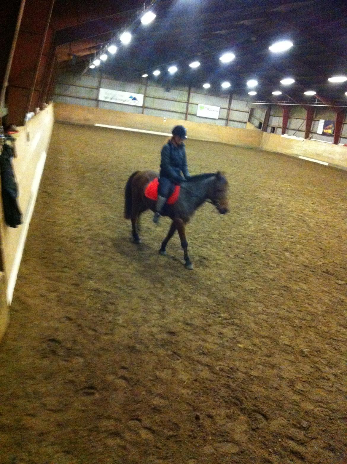 Anden særlig race Skipper billede 7