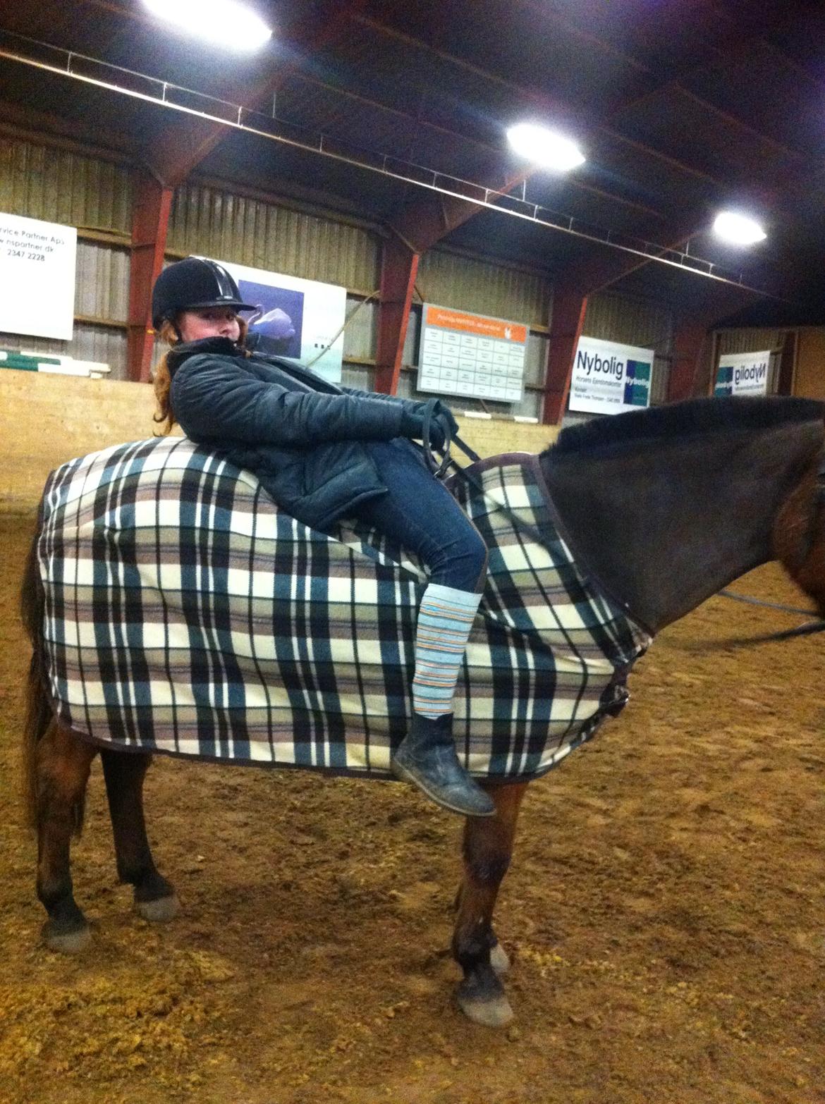 Anden særlig race Skipper billede 8