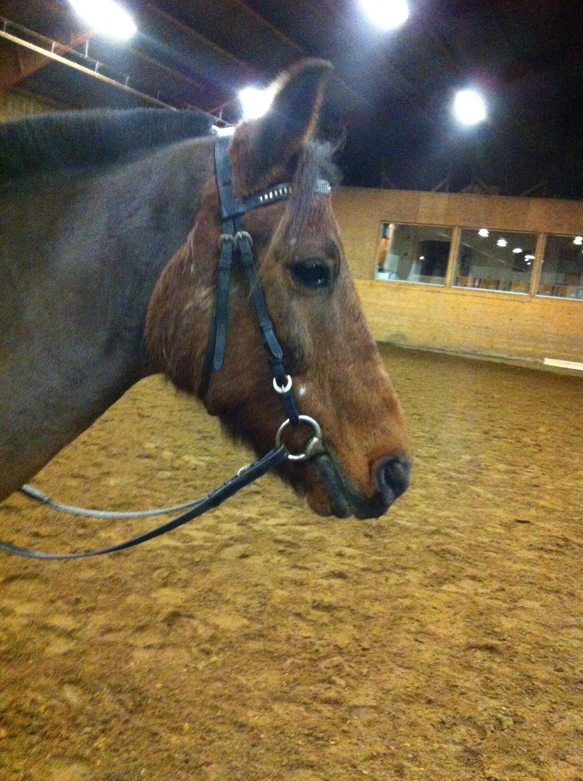 Anden særlig race Skipper billede 9