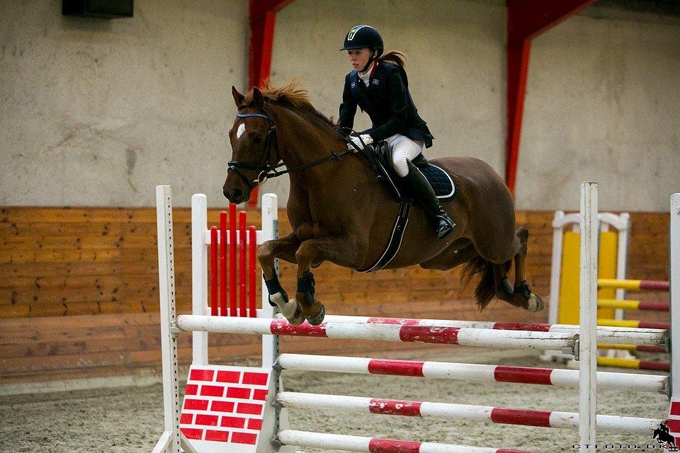 Dansk Varmblod Rinkenæs' Chico - Velkommen til min ubeskiveligt dejlige hest! Rinkenæs' Chico! <3 billede 1