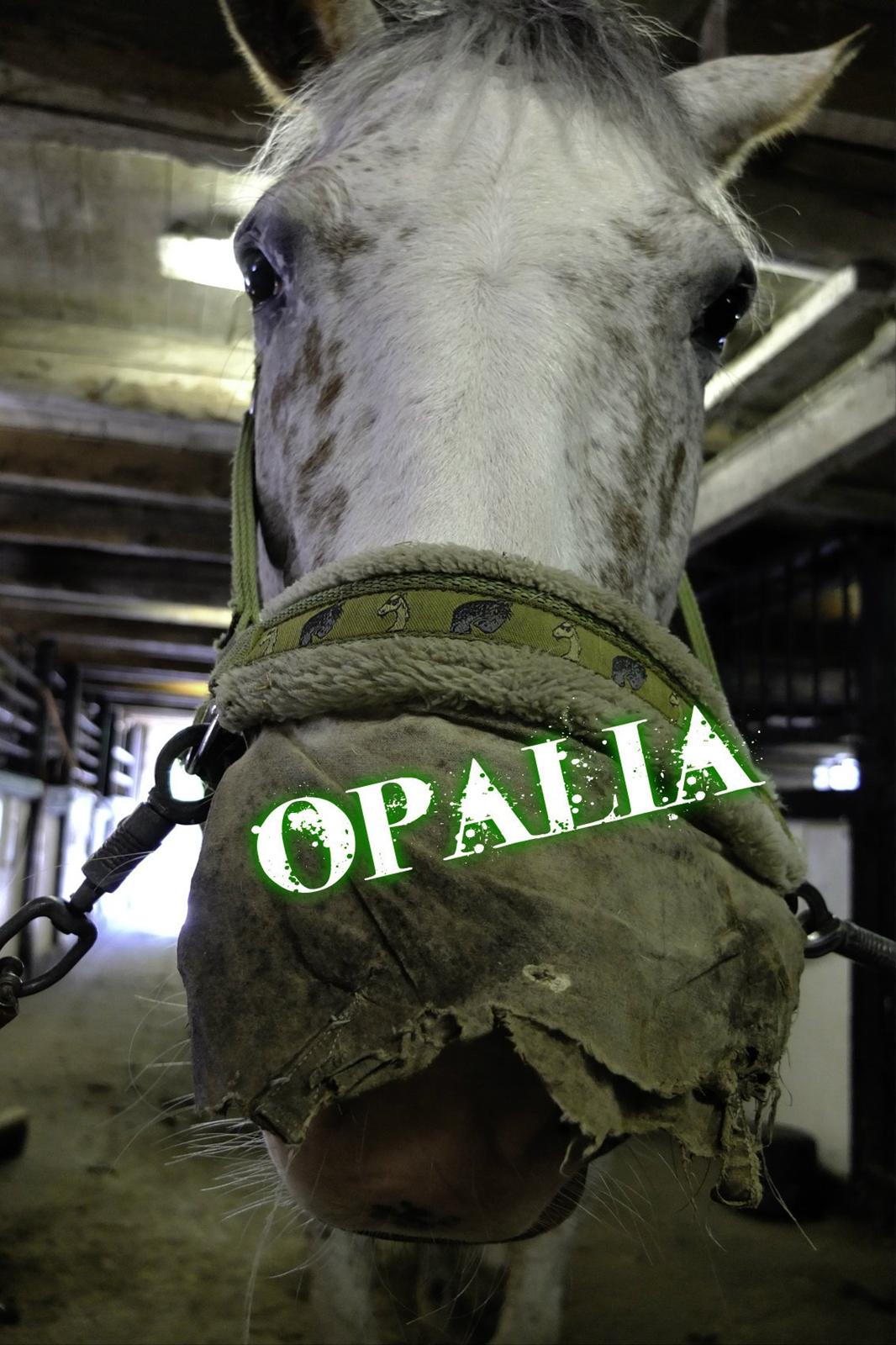 Appaloosa Opalia<3 *Savnet og elsket* billede 19