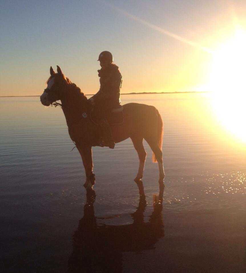 Anglo Araber (AA) Khalit - Strantur på stjernen billede 8