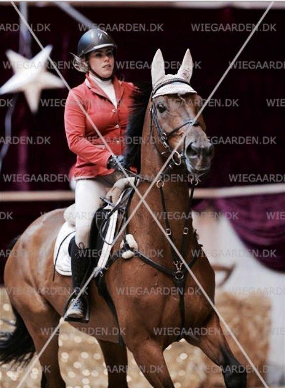 Dansk Varmblod Cavan<3 SOLGT  billede 21