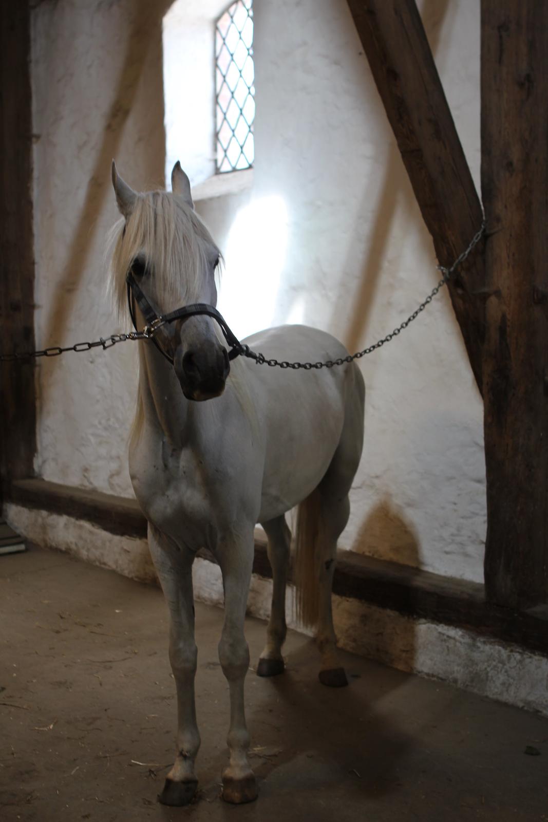 Arabisk fuldblod (OX) WISDOMS WEEDAA  - Weedaa på staldgangen på Vilhelmsborg. billede 12