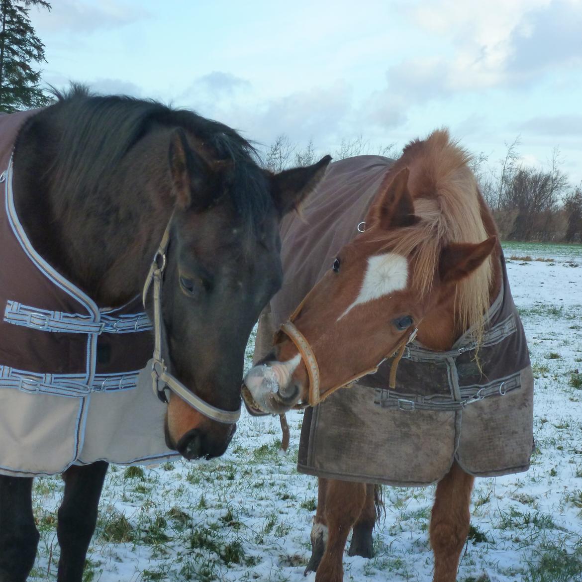 Sportsaraber (A) Lukas d 28 november Hvil i fred billede 1