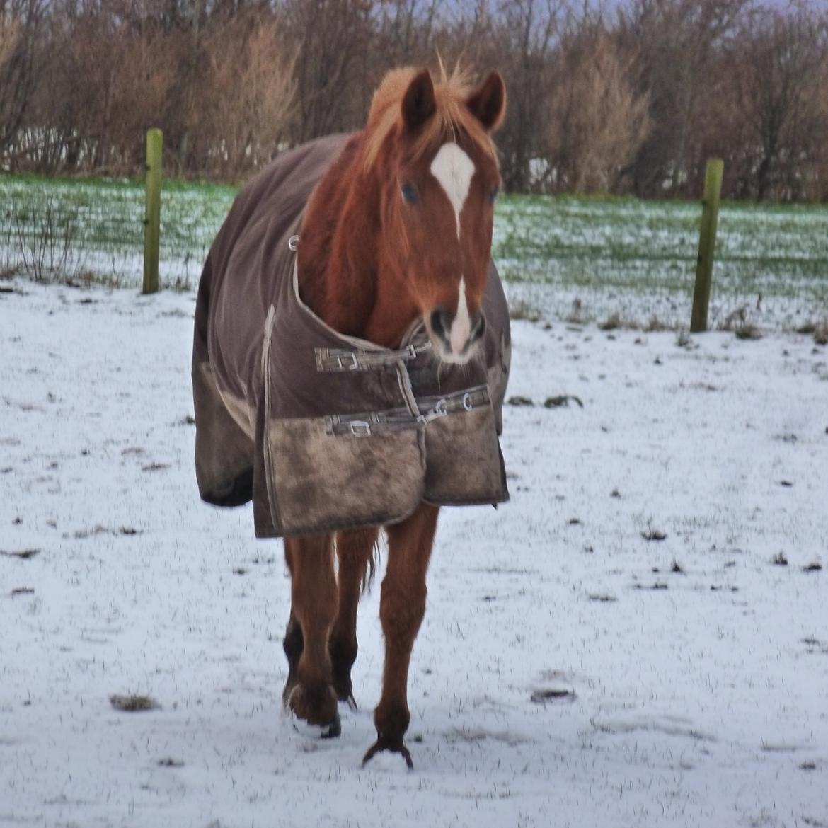 Sportsaraber (A) Lukas d 28 november Hvil i fred billede 2