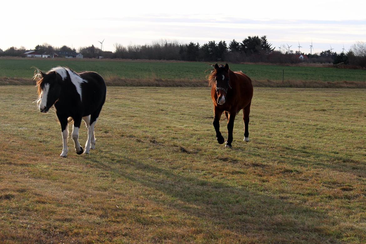 Knabstrupper Rughavens Fanny billede 19