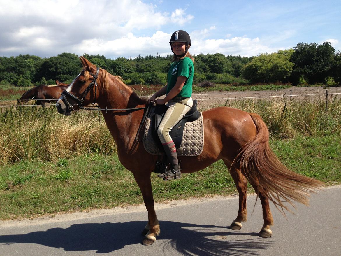 Anden særlig race Eponine!*<3 den bedste pony!<3 - første tur på bornhom! <3 billede 7