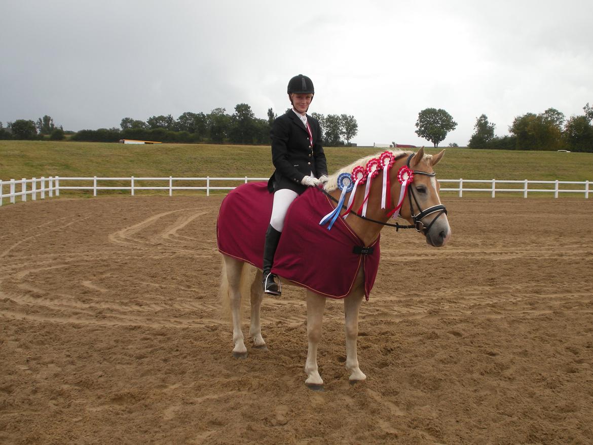 Haflinger Winchest - Vinder af ungheste DM 2013 billede 15