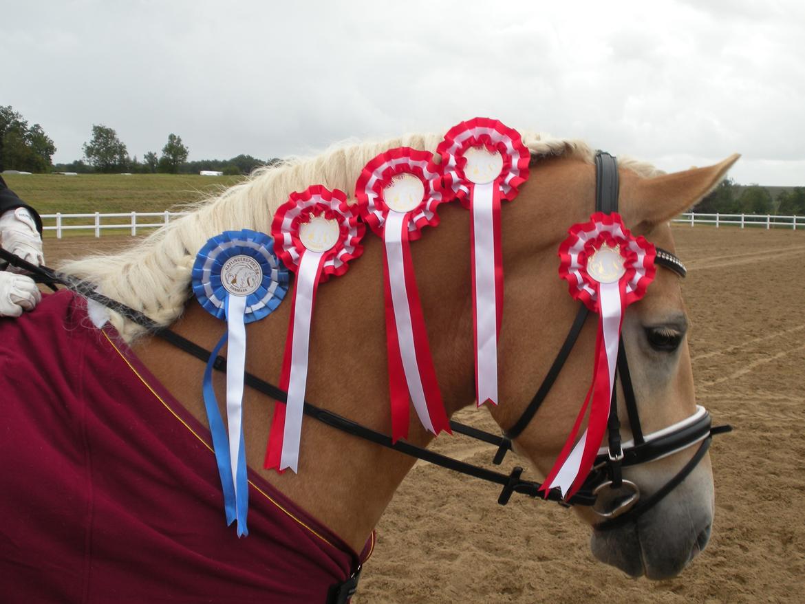 Haflinger Winchest - Vinder af ungheste DM 2013 billede 16