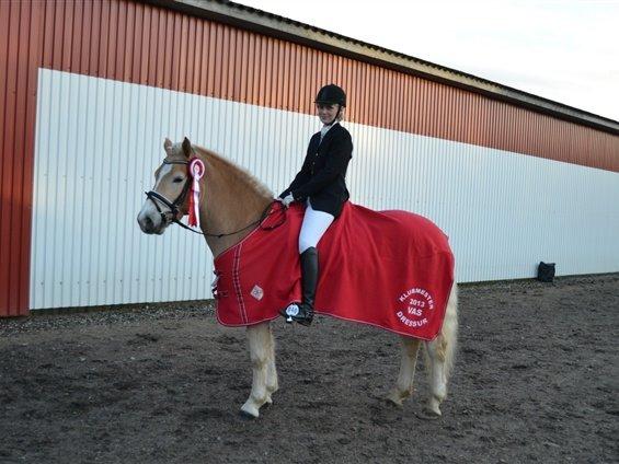 Haflinger Winchest - Klubmester 2013 billede 17
