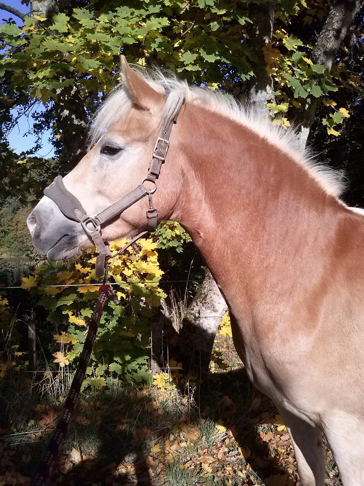 Haflinger Winchest - En dejlig efterårs dag :) billede 18