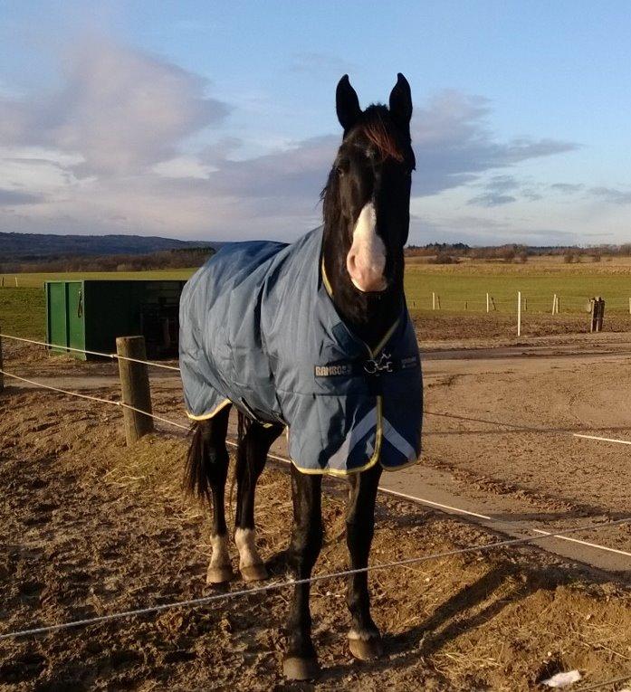 Anden særlig race Klitgaards Mr Big *R.I.P* - Bigs med sit nye dækken dec 2013 billede 47